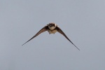 Sand martin