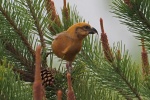 Crossbill