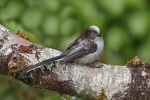 Long tailed tit