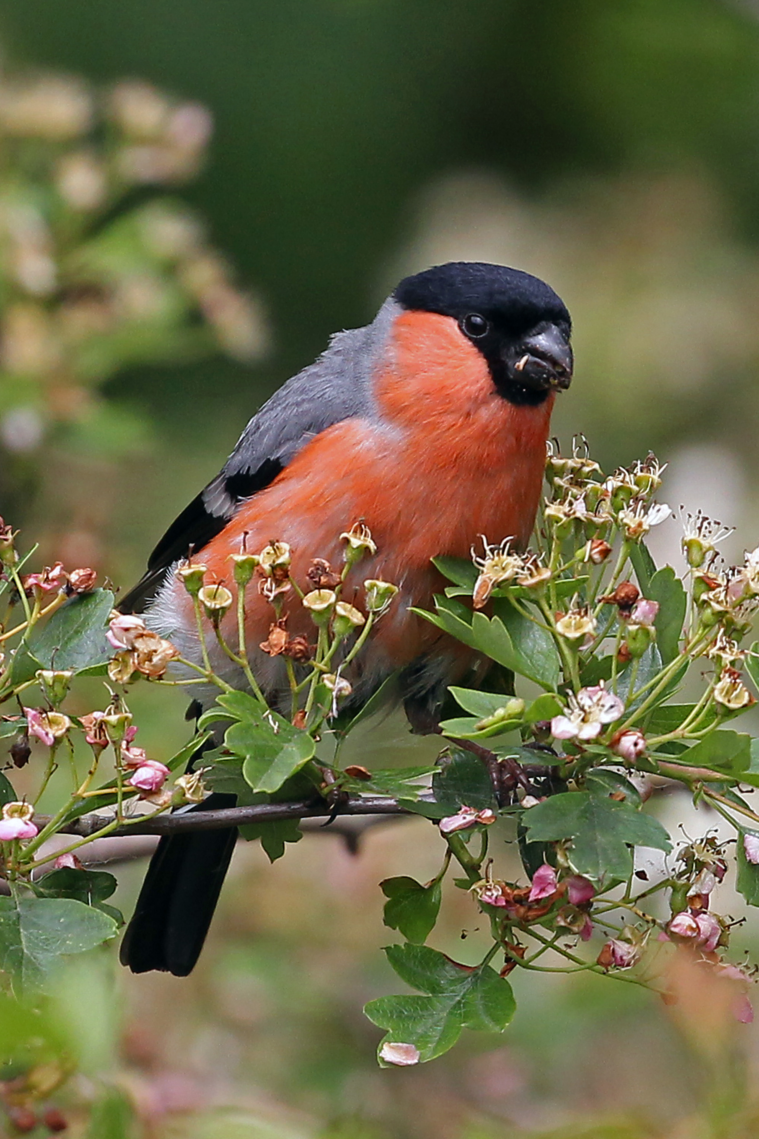 Bullfinch