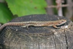 common lizard