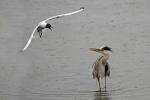 Grey heron