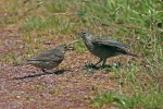 Rock pipit