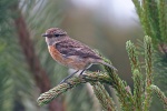 Stonechat