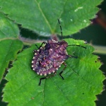 Bronze shieldbug