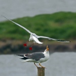 Lesser black backed gull
