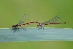 Large red damselfly