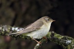Willow warbler