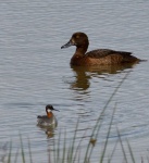 Red-necked Phalarope_03.jpg