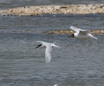 Roseate Tern_03.jpg