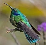 The Green or Mexican Violetear - Colibri thalassinus.jpg