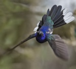 Violet sabrewing - Campylopterus hemileucurus 2.jpg