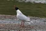 Mediterranean gull