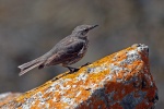 Rock pipit
