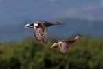 Gadwall