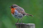 Robin