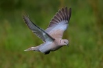 collared dove