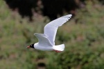 Mediterranean gull