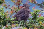 Starling