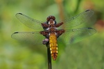Broad bodied chaser