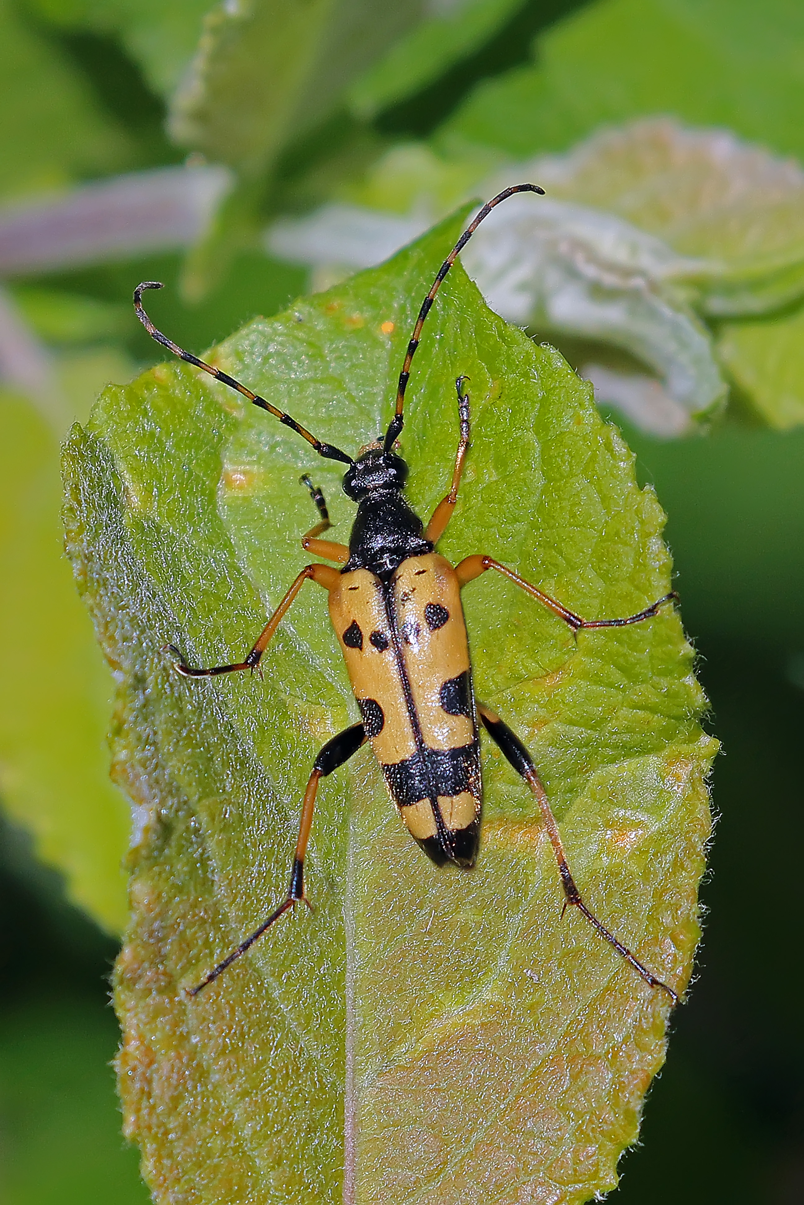 Long horned beetle