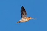 Snipe