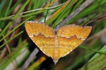 Yellow shell