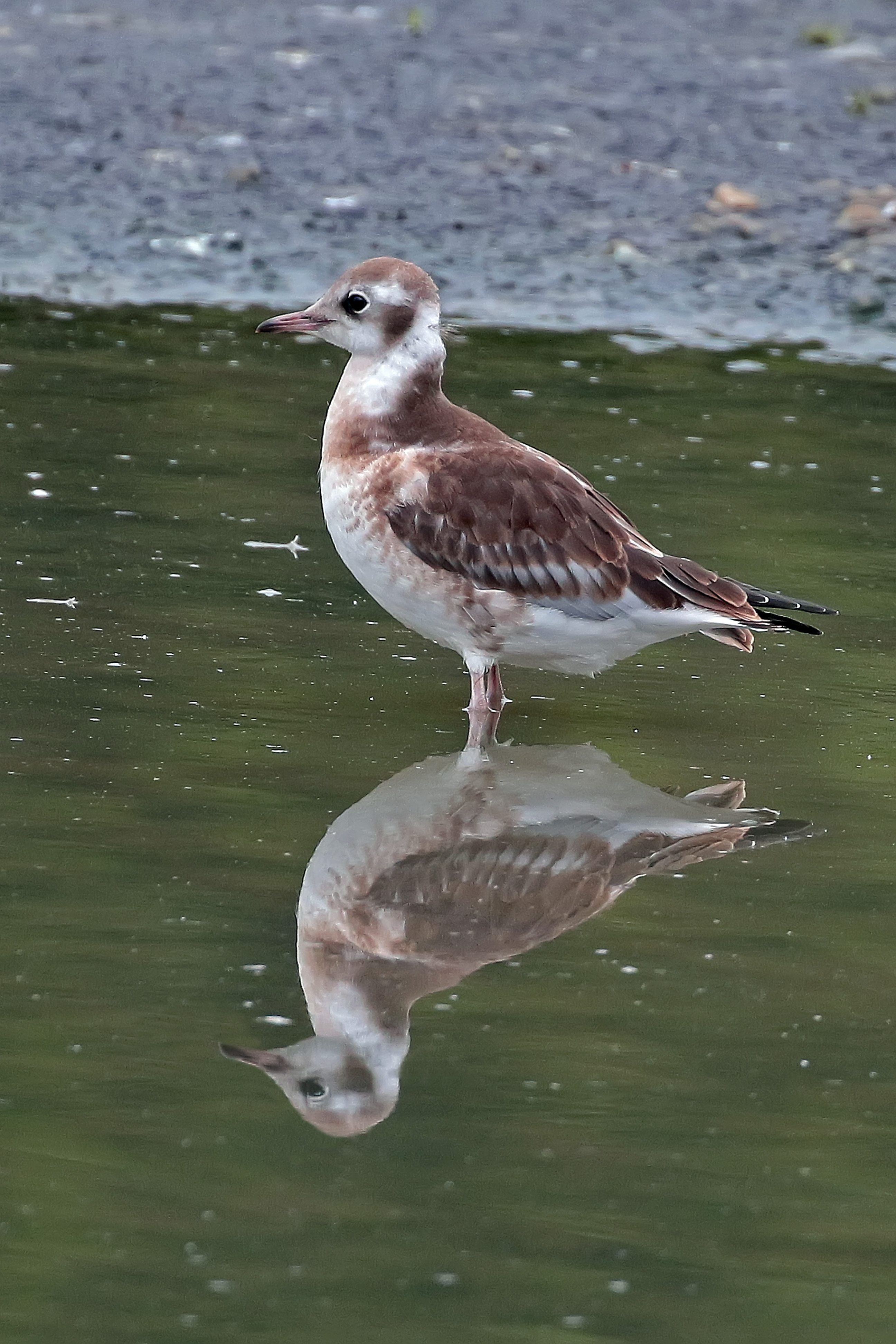 Black headed gull