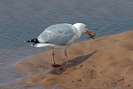 Herring gull