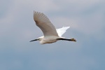 Little egret