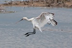 Spoonbill