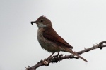 Whitethroat