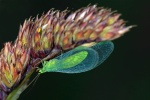 Green lacewing