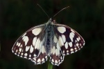 Marbled white