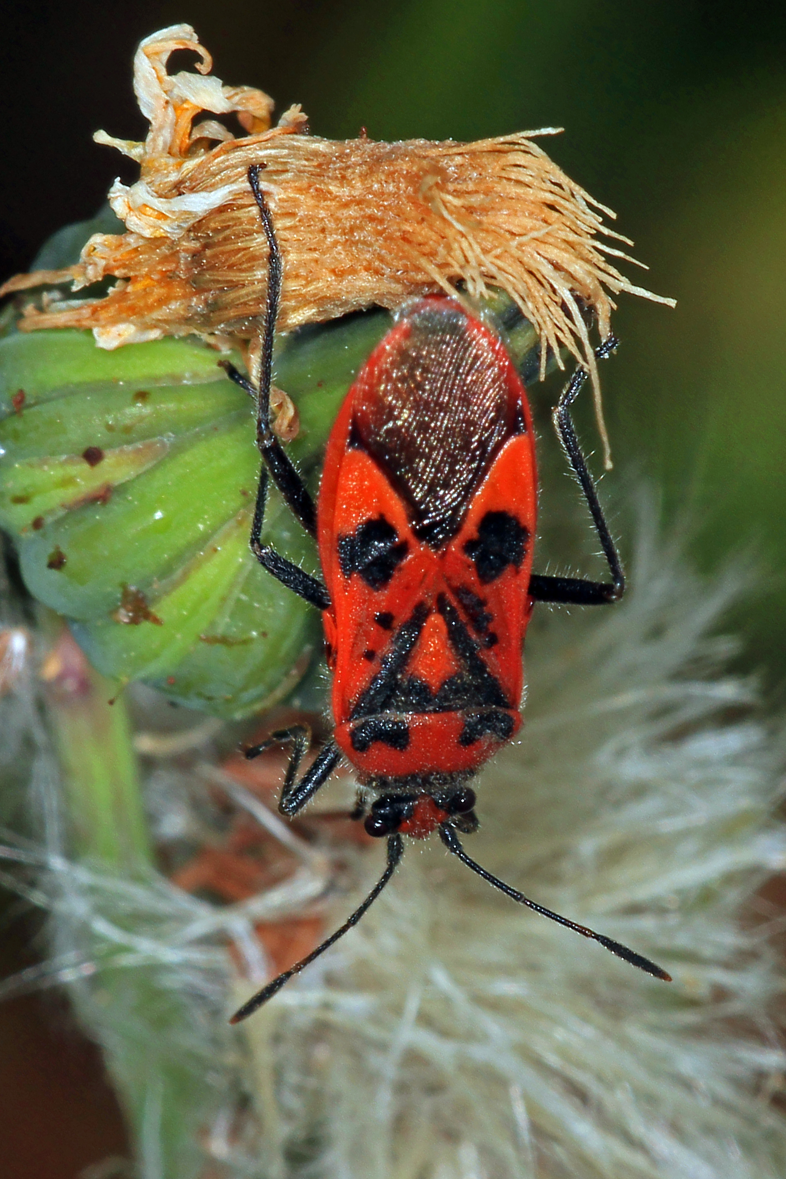 Mirid bug