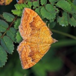 Yellow shell