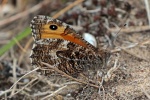 Grayling