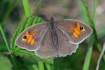 Meadow brown