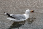 Herring gull