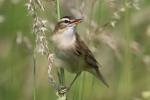 Sedge Warbler