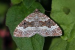 Common carpet moth