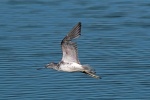 Greenshank
