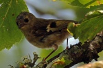 Goldcrest