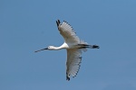 Spoonbill