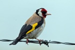 Goldfinch