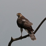 Sparrowhawk