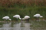 Spoonbill