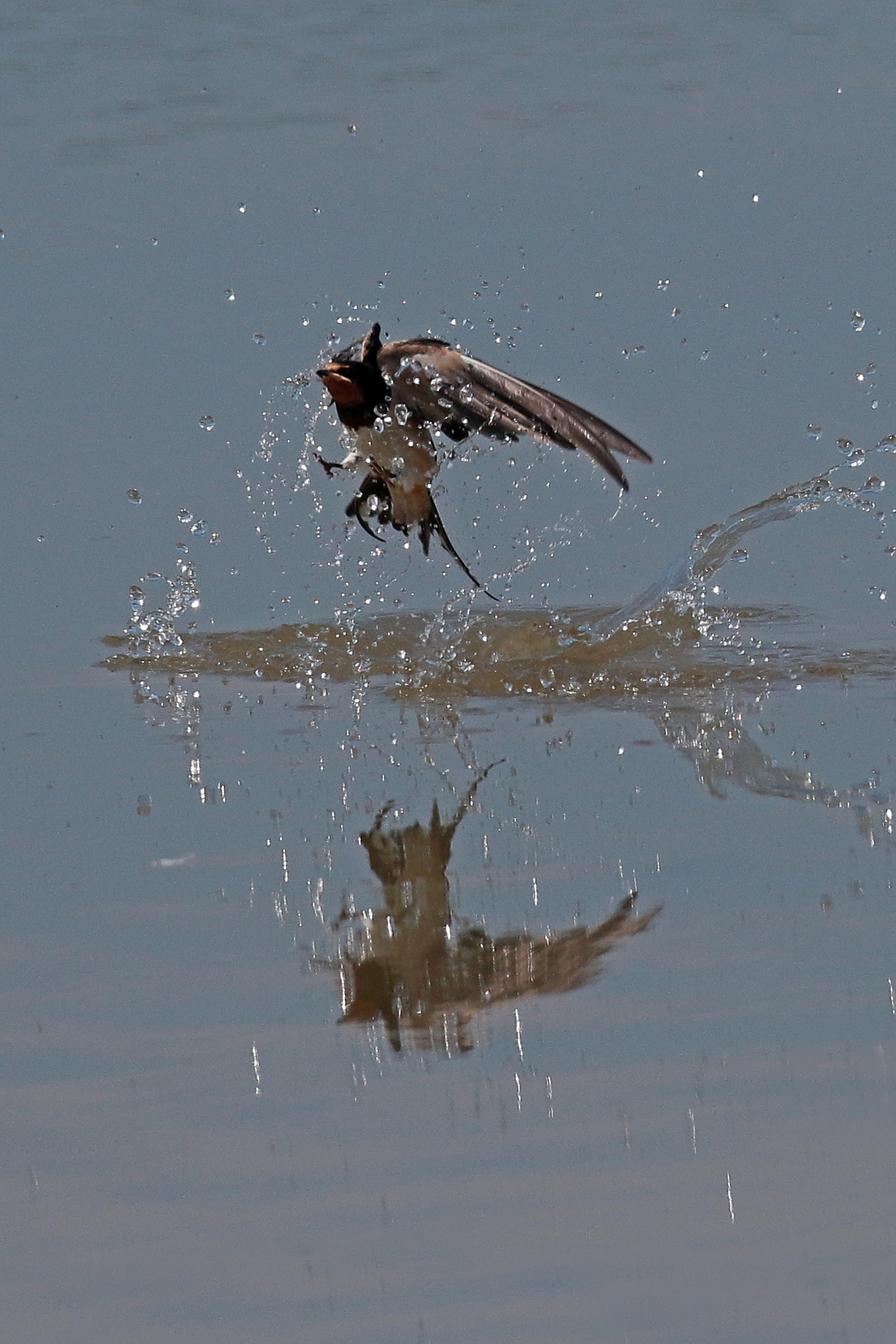 Swallow