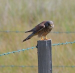 Kestrel
