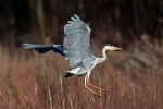 Grey heron
